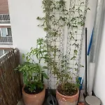 Zentrales Apartman